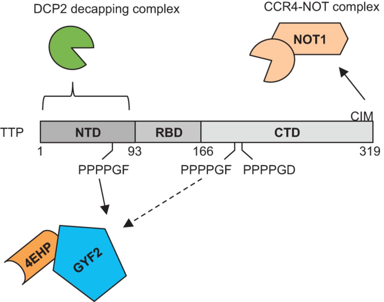 Tetra-proline motifs of ZFP36 recruit novel translation repression cofactors. RNA 2016.