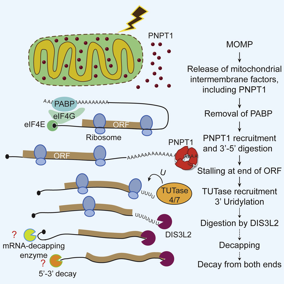 Mitochodrial exonuclease PNPT1 triggers global RNA decay in apoptosis. CELL 2018.
