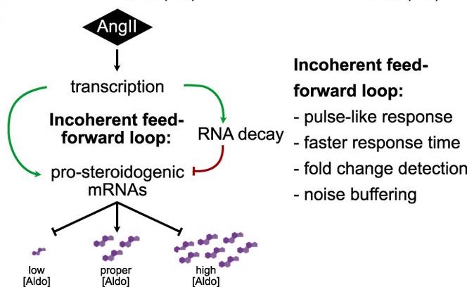 RNA decay insures precise regulation of steroid production. RNA 2021.